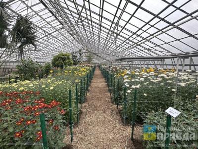 Цветы, накрученные на бигуди: на «Балу хризантем» в Волжском показали 123 сорта «королев осени»