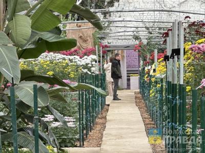 В Волжском «Бал хризантем» за первые дни работы посетили 4,5 тысячи человек