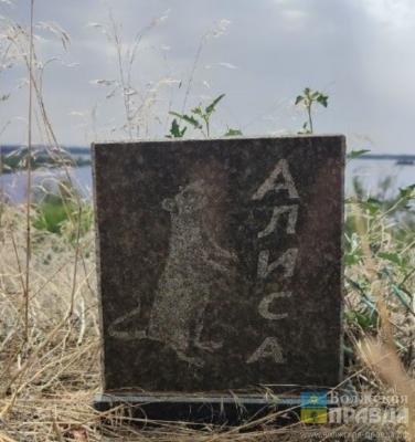 Письмо в редакцию: Ирма – берёза, Васька – дубок