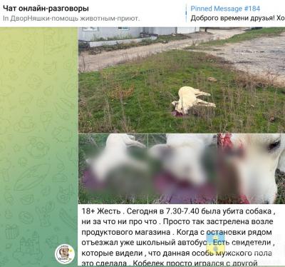 Пуля вошла между глаз: в Волгоградской области на глазах у школьников убили собаку