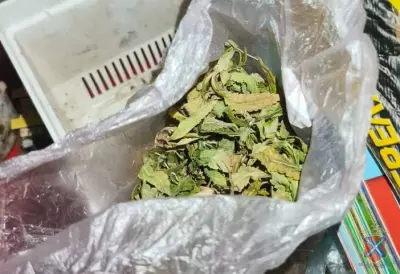 Конопля, марихуана: 52-летний волжанин подозревается в попытке сбыта наркотиков