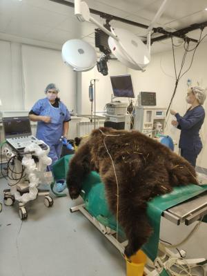 Из-за насморка медведю Мише сделали лоботомию: ветеринар из Волжского возила с волонтерами зверя на операцию в Санкт-Петербург