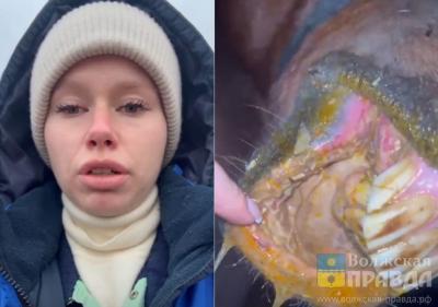 Им залили в рот кислоту: в конном клубе Волжского изощрённым способом отравили 5 лошадей