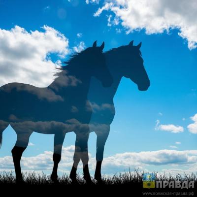 «Явные признаки садизма»: Госдума заинтересовалась очередным отравлением лошадей в Волжском